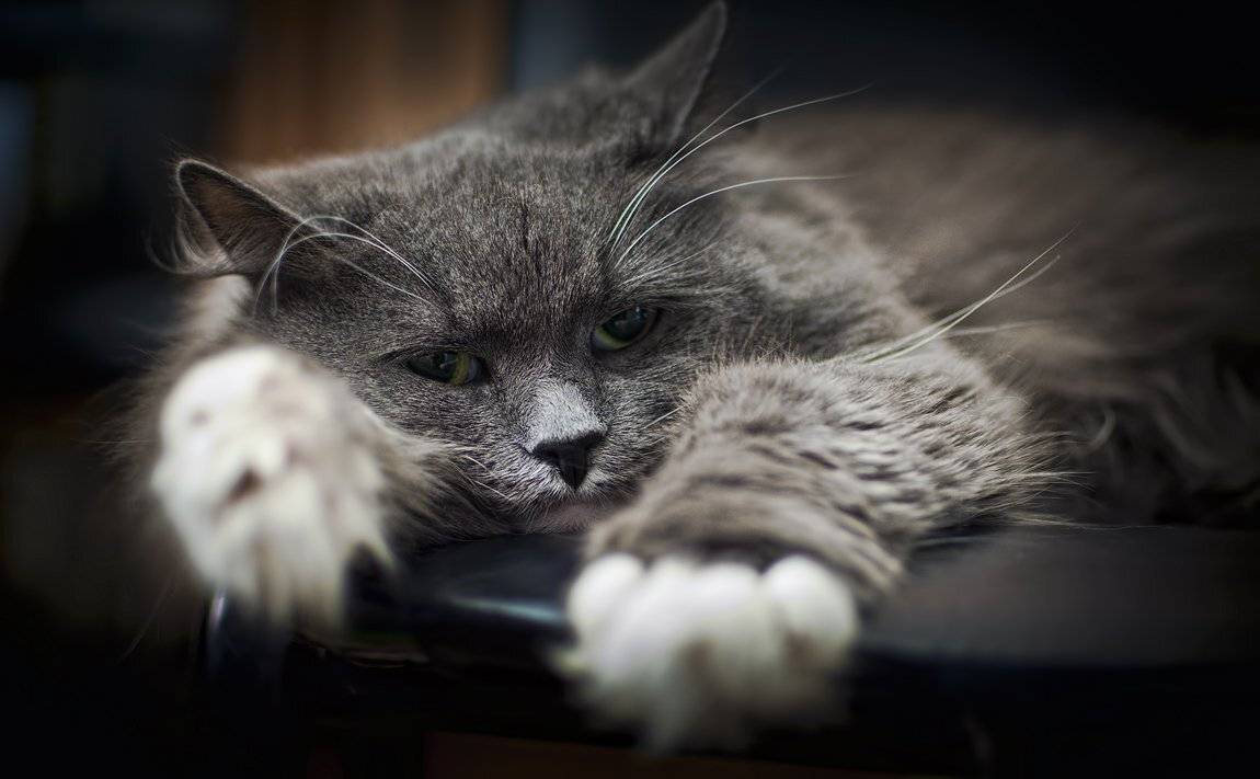 кошка, маркиза., Алексей Смирнов