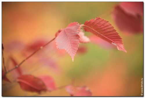 Осенние листья шумят и шумят в саду