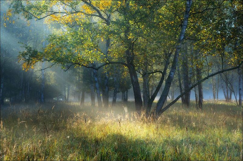Утренний дождь фото превью