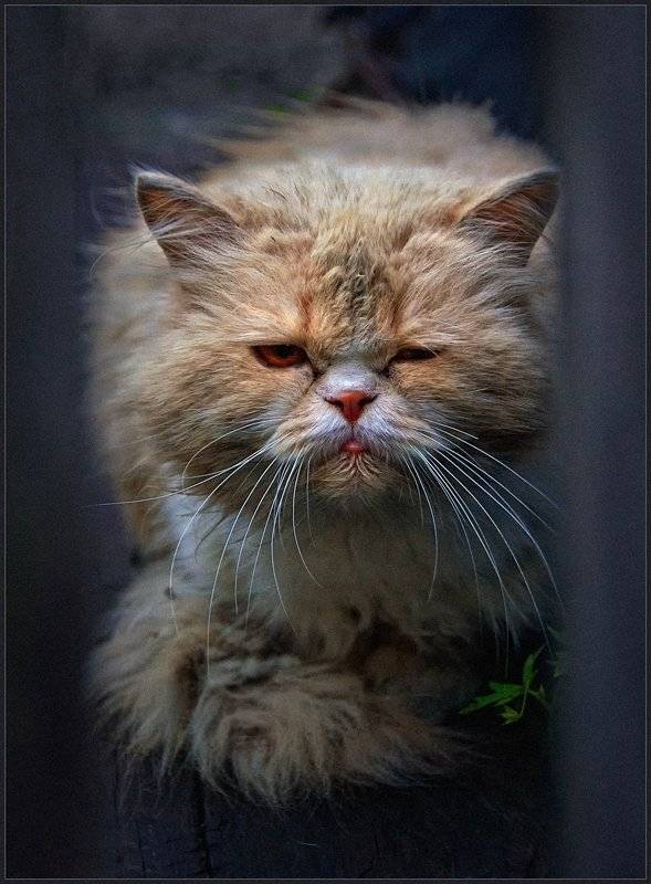 кот, владимир