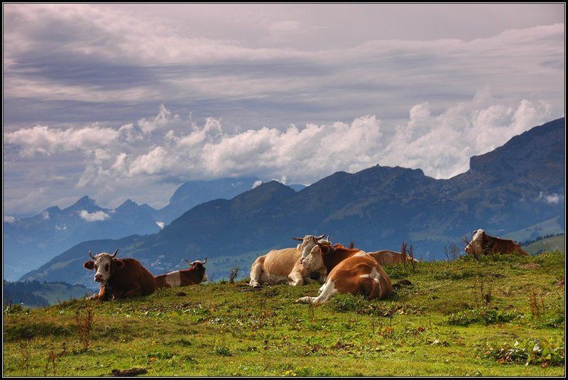 Толстухи фото превью