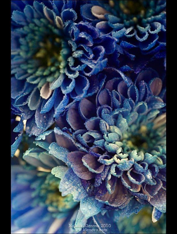 blue flowers фото превью