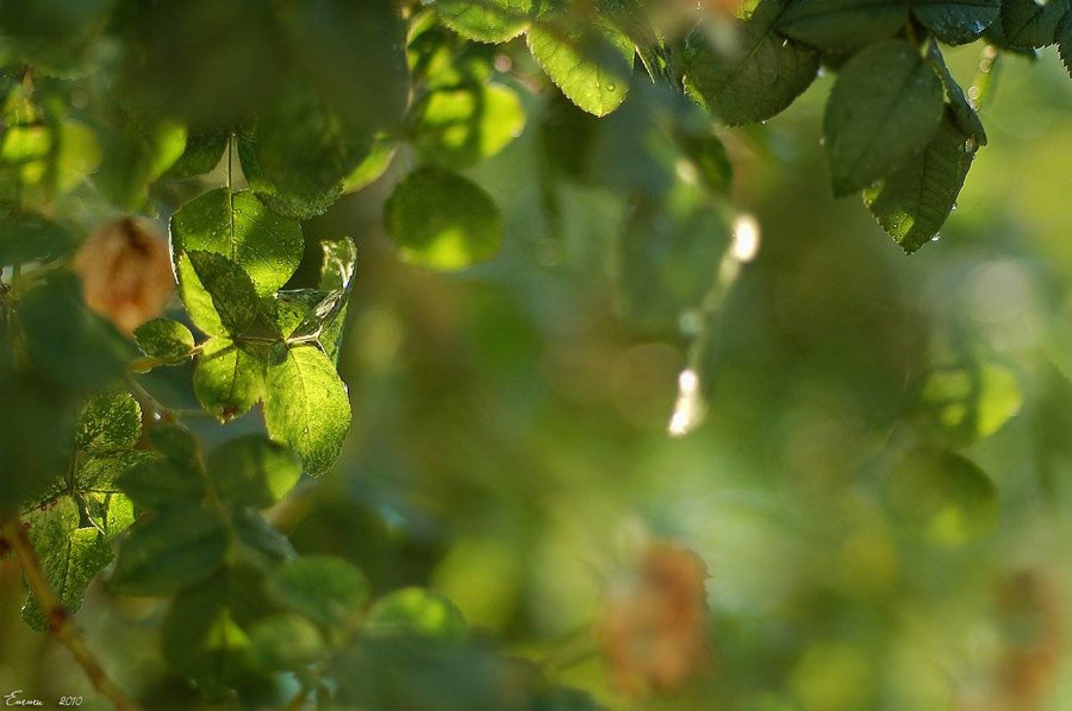 листья, ветка, зарисовка, свет, цвет, природа, етти