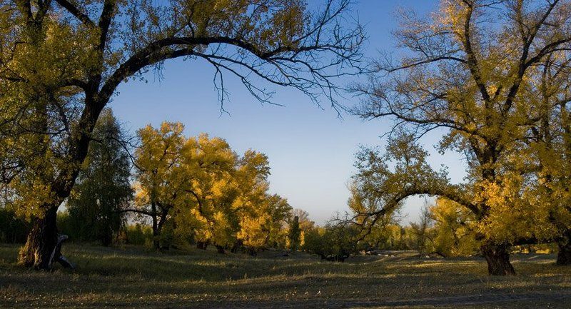 природа, зауралье, осень, пейзаж, фотограф, руденко, олег, курган *** фото превью