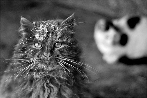 Новогодние котоФоты