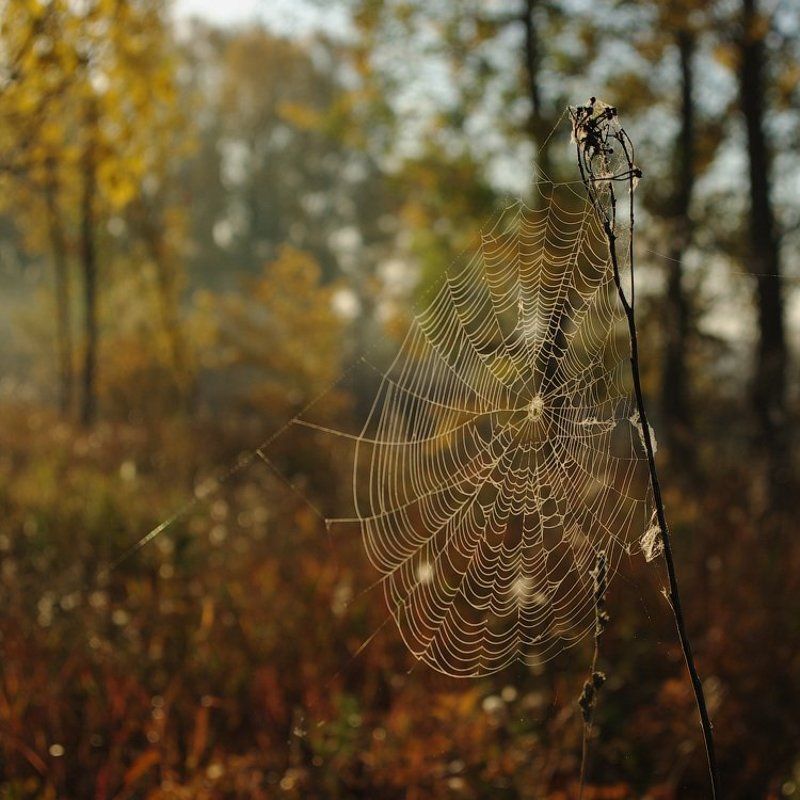 Осень в сети к нам летит фото превью