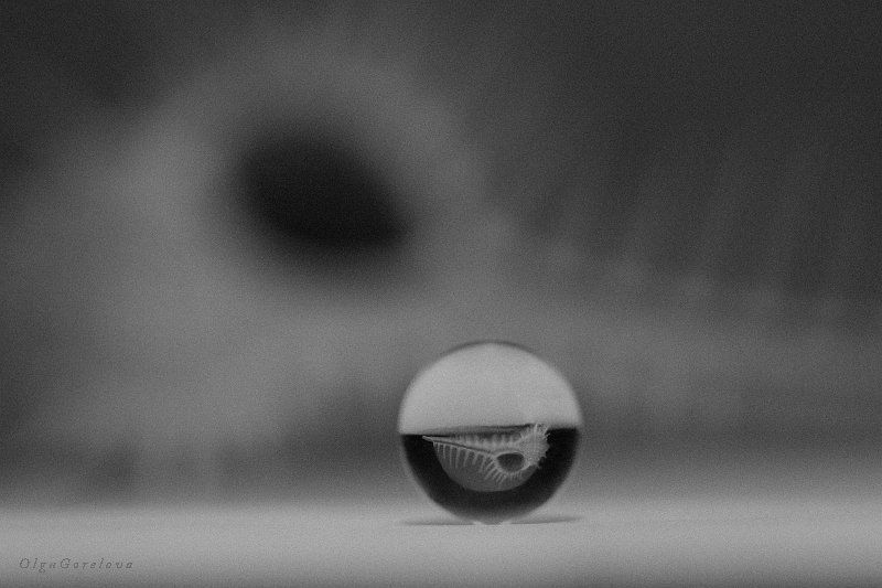 фото, чб, натюрморт, ракушка ракушка 5 фото превью