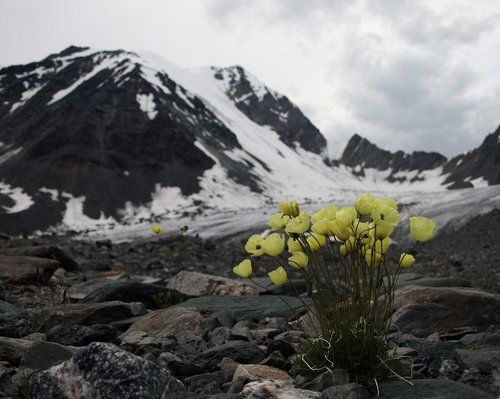 Последние цветы