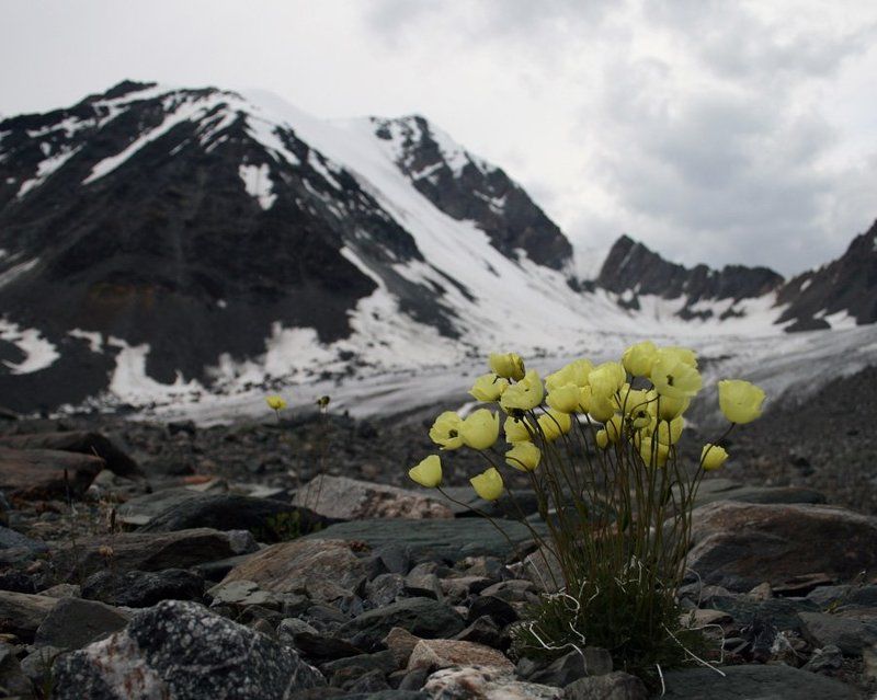 алтай, цветы Последние цветы фото превью
