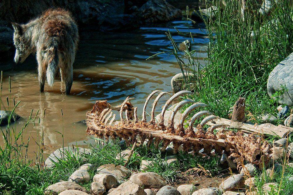 животные, волки, природа, Pavel