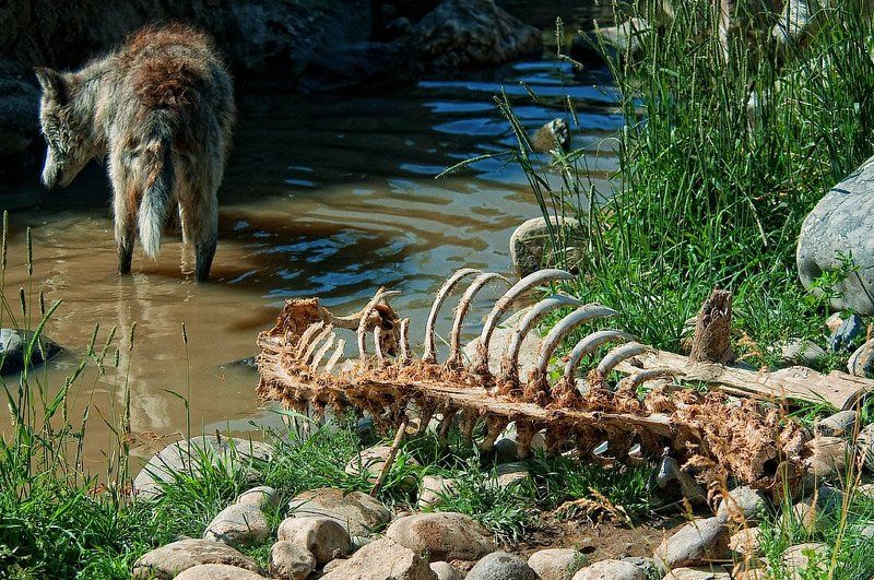 животные, волки, природа Волчек фото превью