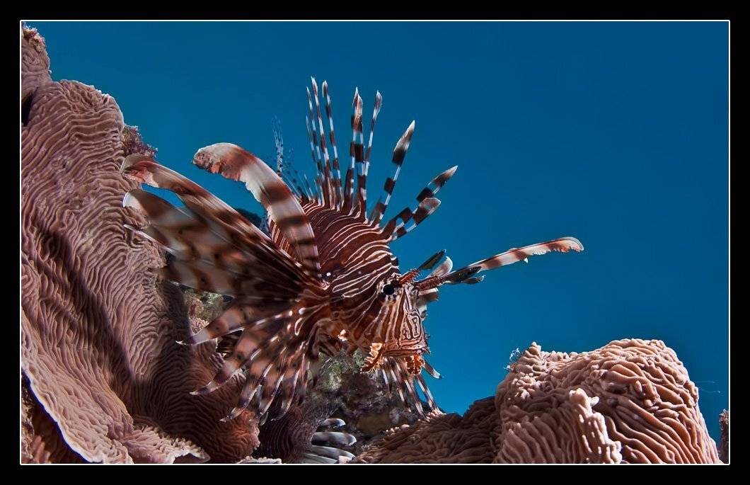 крылатка, lionfish, Дмитрий