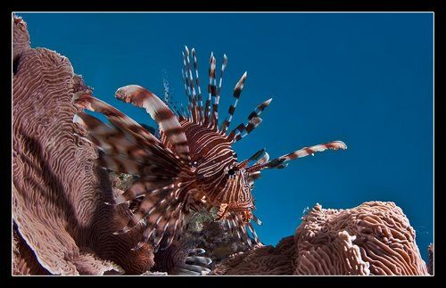 Королева рифа