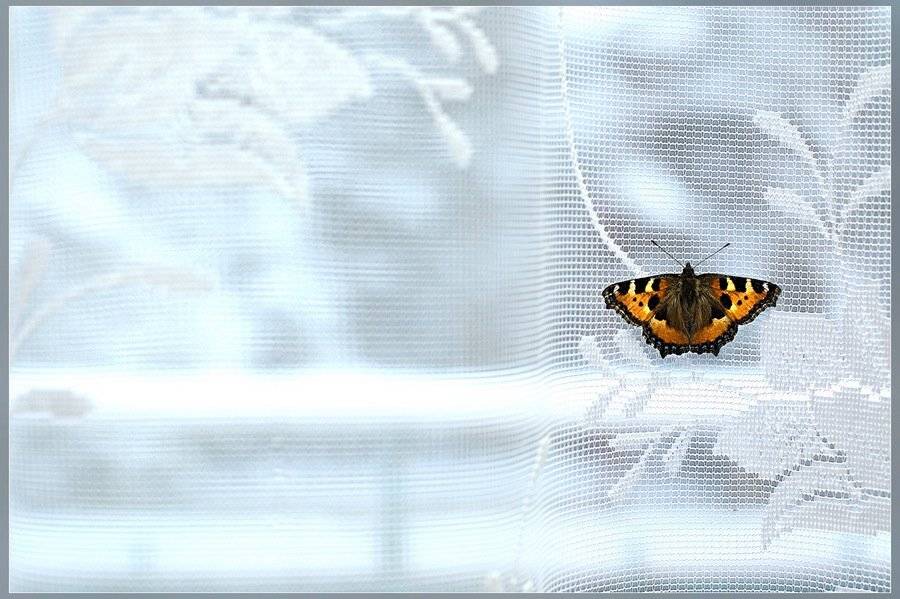 бабочка, зима, Максим Гераськин