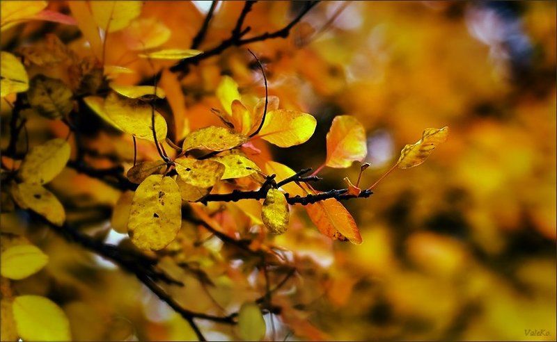 Осень фото превью