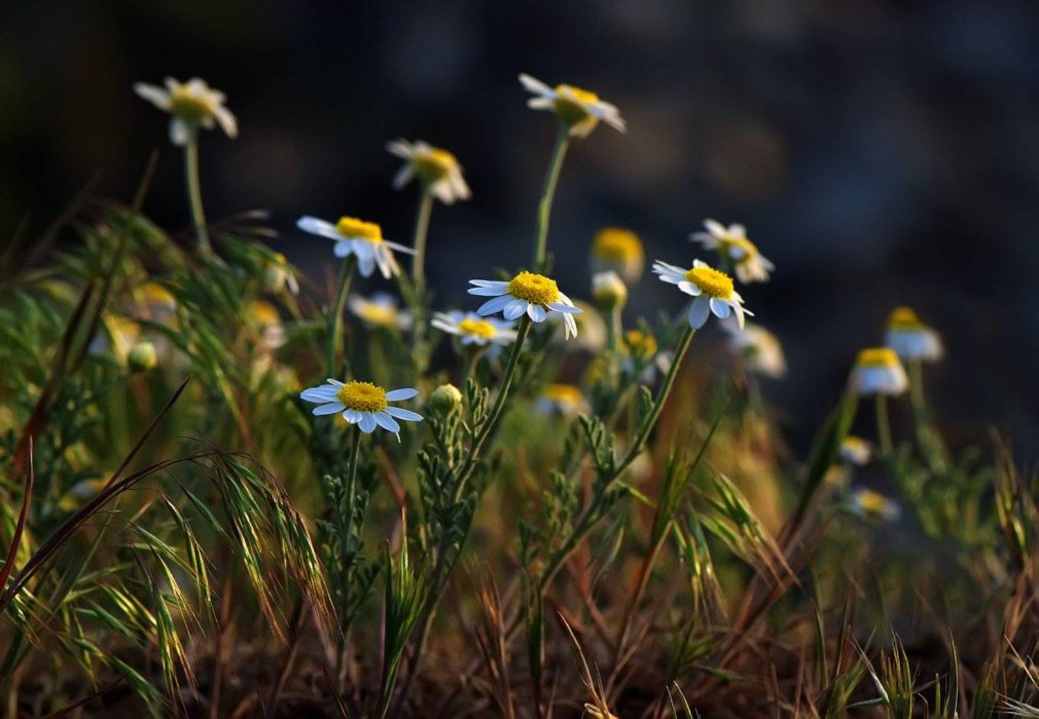 ромашки, Татьяна Аверина