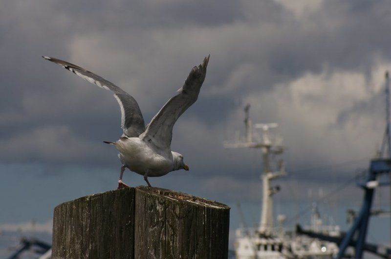 город, пейзаж, сиэтл, порт, чайки, птицы от-чаянный взлёт фото превью