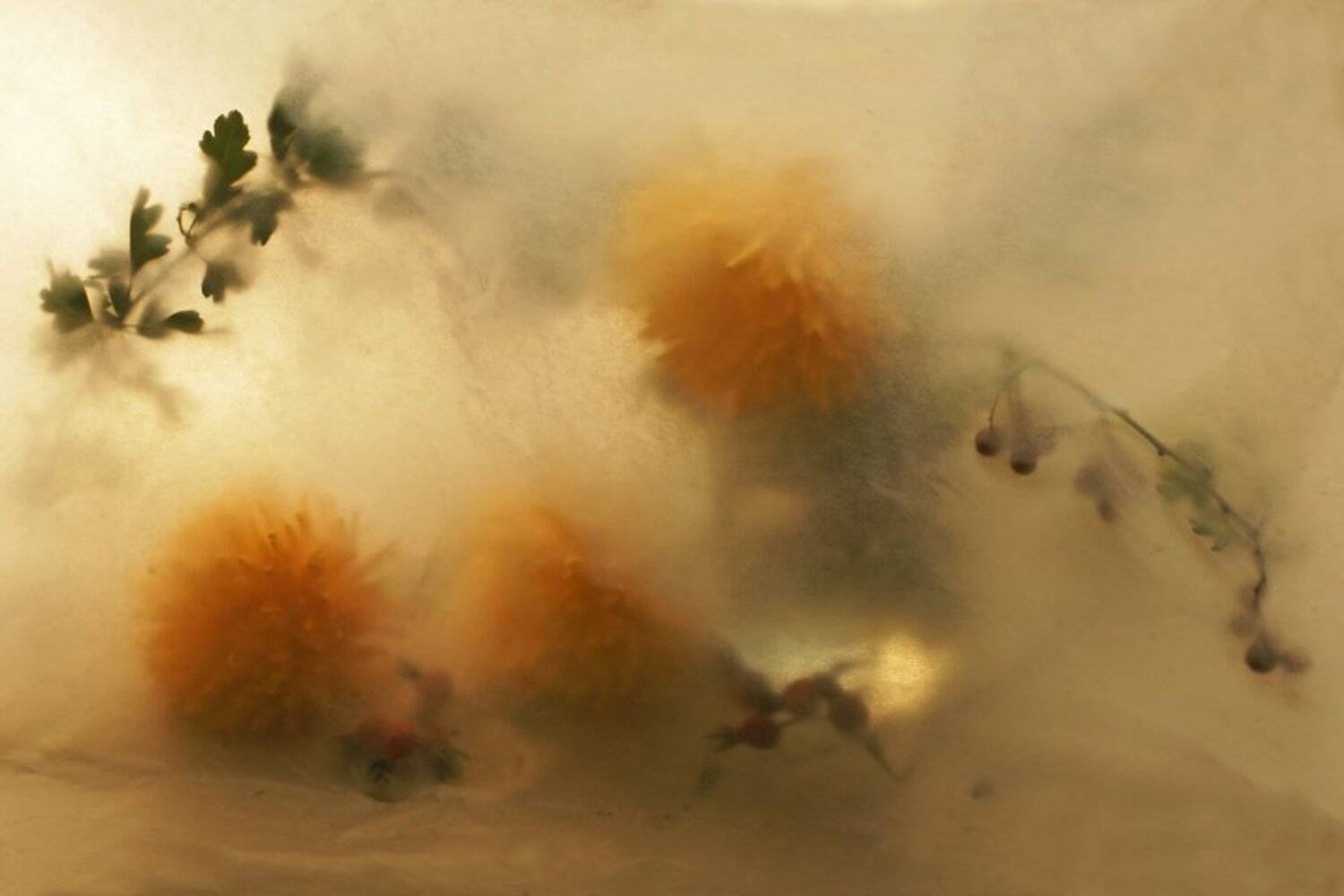 натюрморт, цветы, хризантемы, Margarita