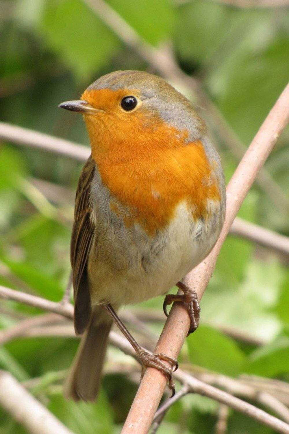 птица, парк, лето, малиновка, Юрий Соколков