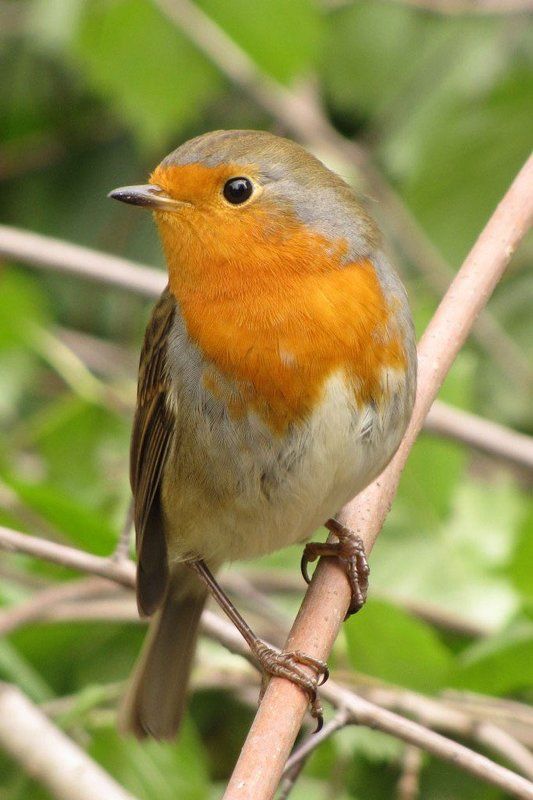 птица, парк, лето, малиновка Малиновка фото превью