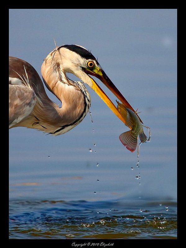серая, цапля, grey, heron, израиль Cерая цапля с уловом фото превью