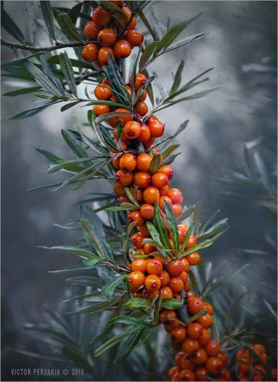 , Виктор Перякин