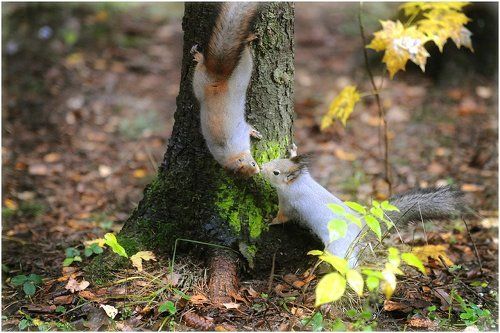 Телячьи нежности