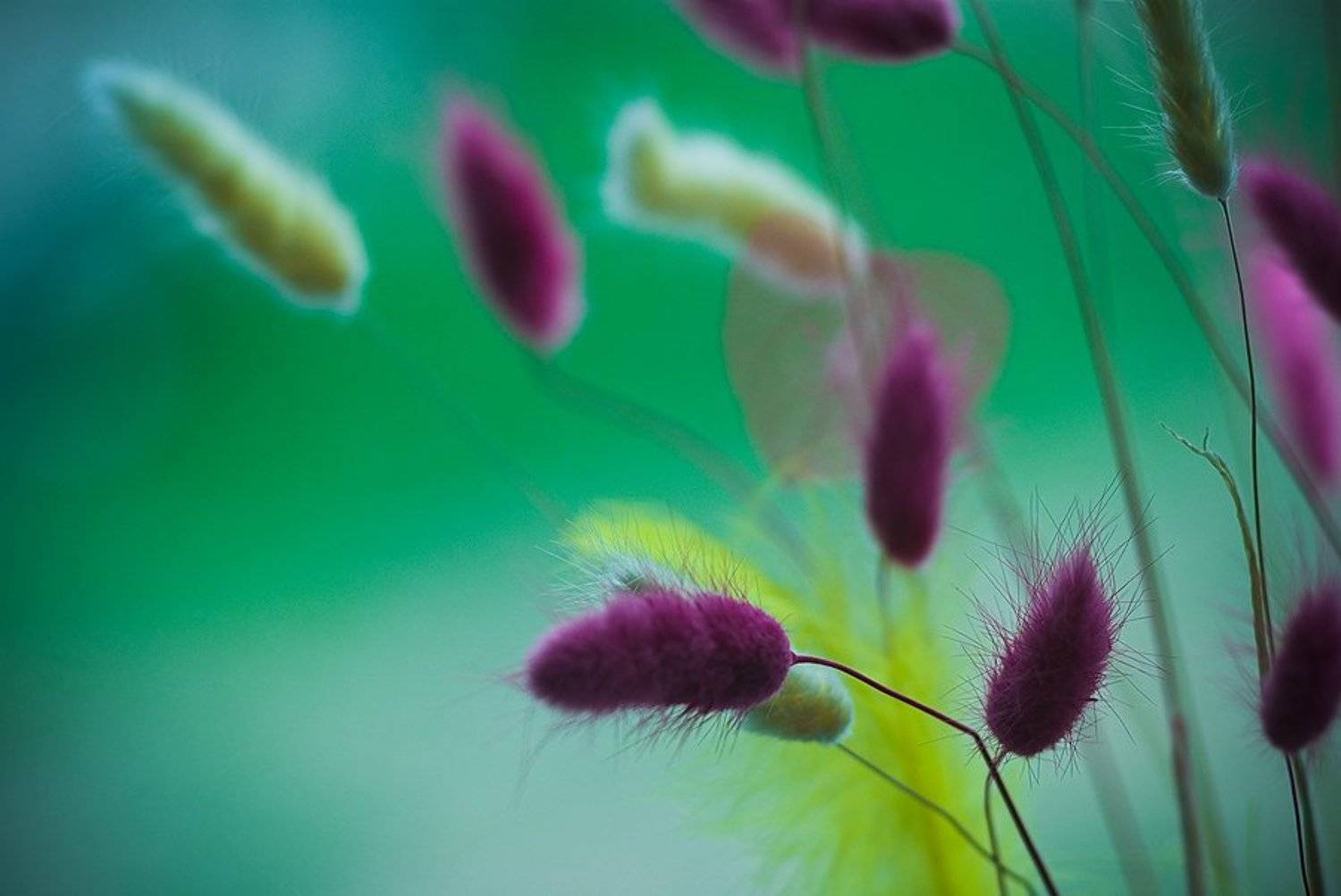 гербарий, Евгений