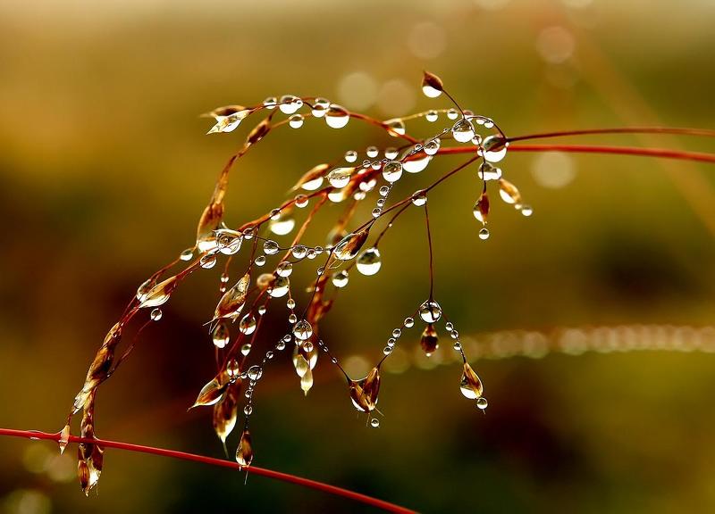 осень, грусть, листва, капли ОСЕННИЙ ВЗГЛЯД фото превью