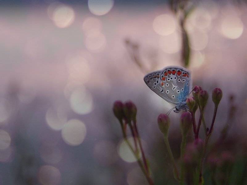 , Елена odelena