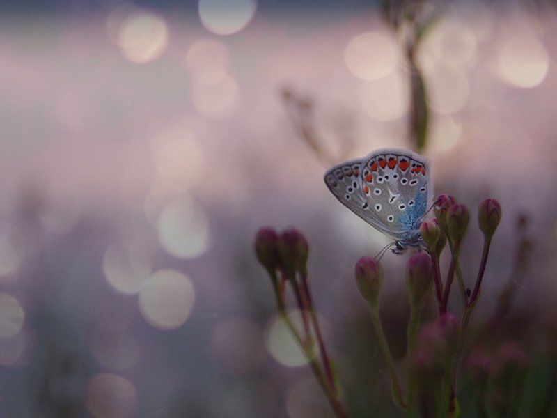 сон в летнюю ночь фото превью