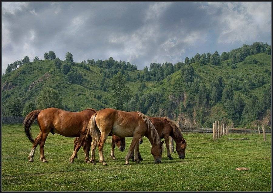 кони, лошади, тучи, лето, луг, владимир