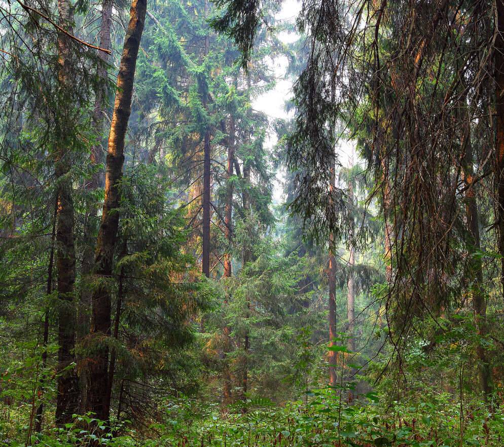 лес, сосны, ели, Сергей