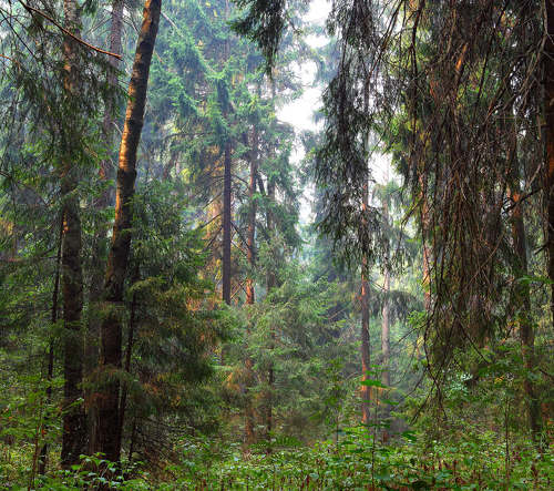 почти тайга