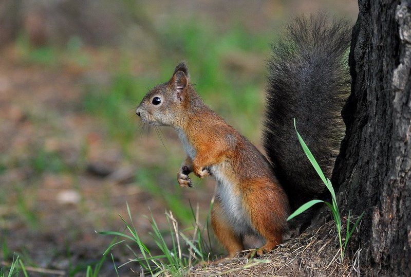 жисть лесная фото превью
