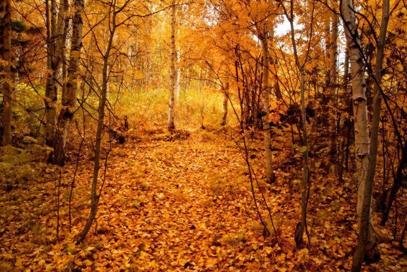 По золоту пройтись фото превью