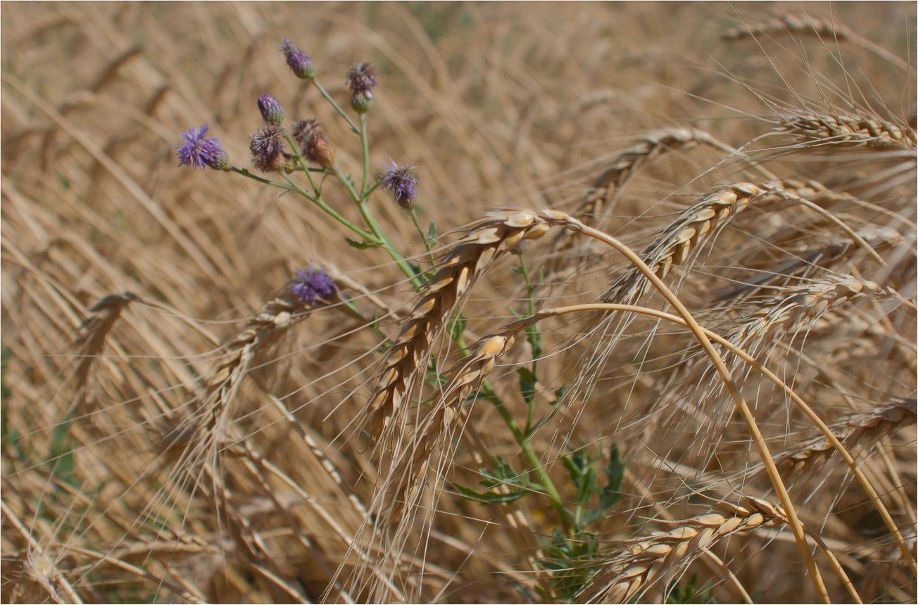 природа, Геннадий Меремьянин