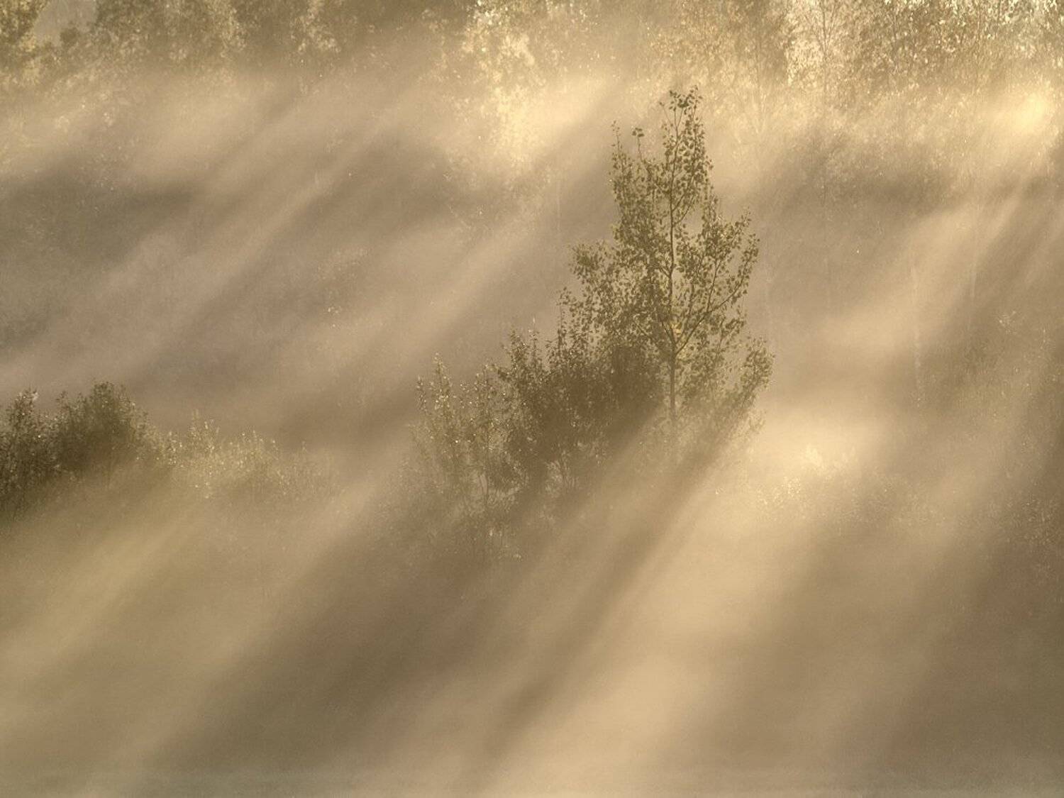 , Максим Евдокимов