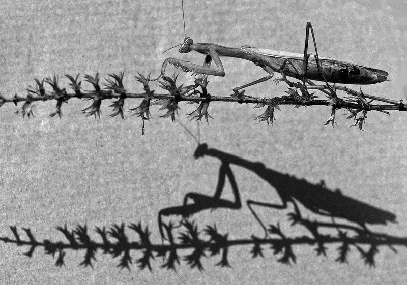 богомол Бой с тенью... фото превью