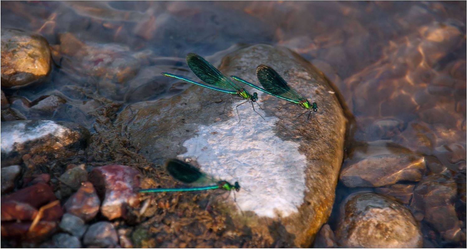природа, Геннадий Меремьянин