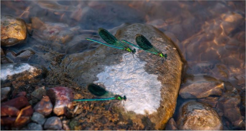 природа В   лучах   заката...... фото превью