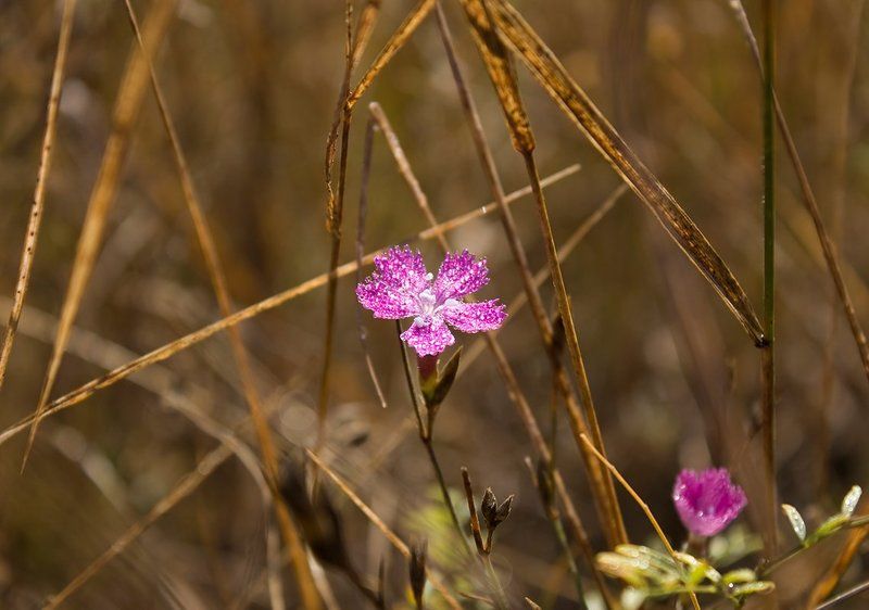Сваровски от самой природы фото превью