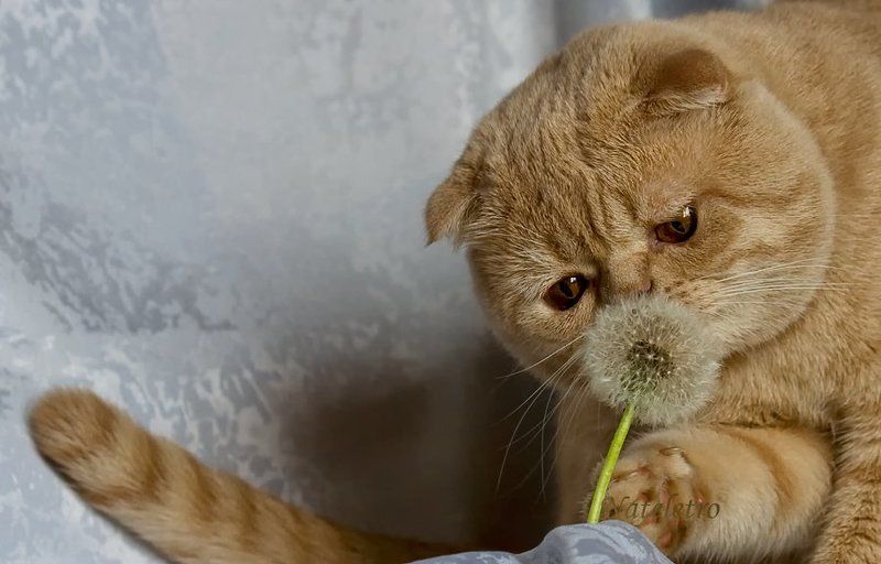 шотландский вислоухий кот, одуванчик Одуванчиковый кот фото превью