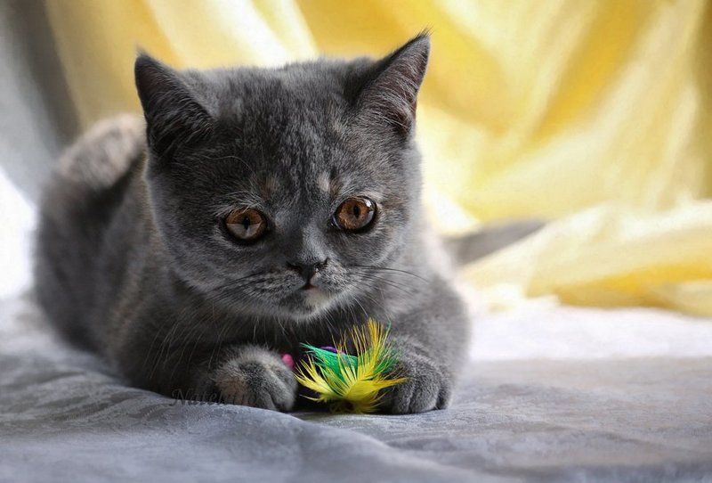 экзотический короткошерстный котёнок, пёрышко, мышка Поймала! фото превью