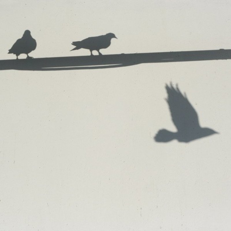 тени птицы... фото превью