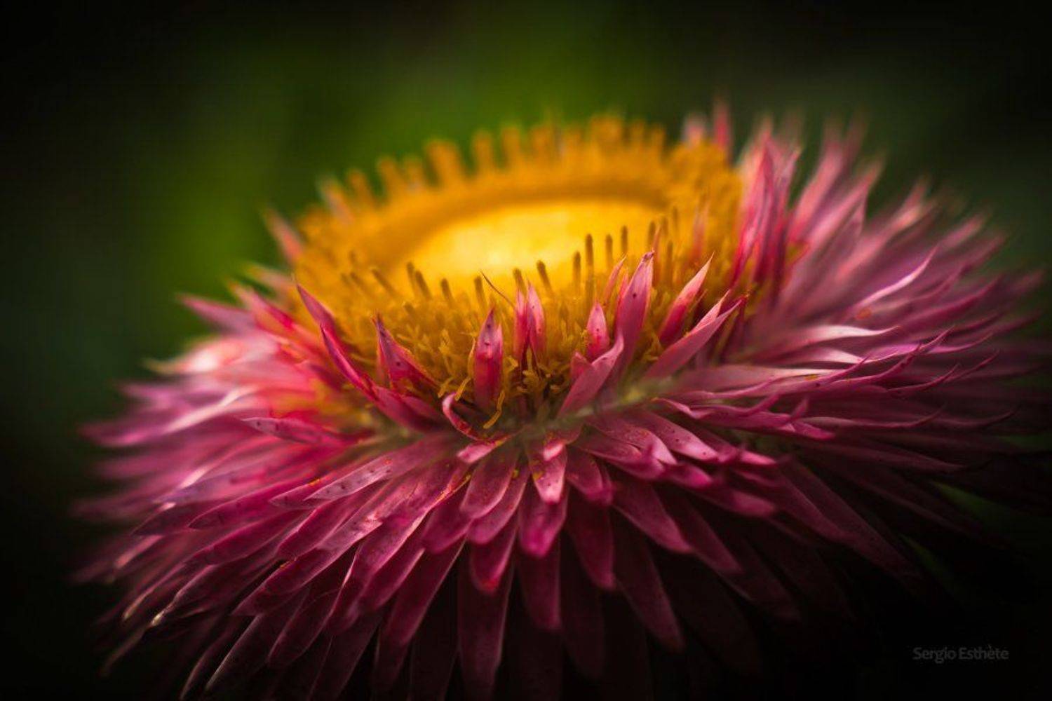 макро, цветы, лепестки, Sergio Esthete