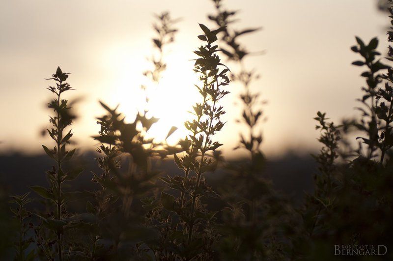 Dreamrise фото превью