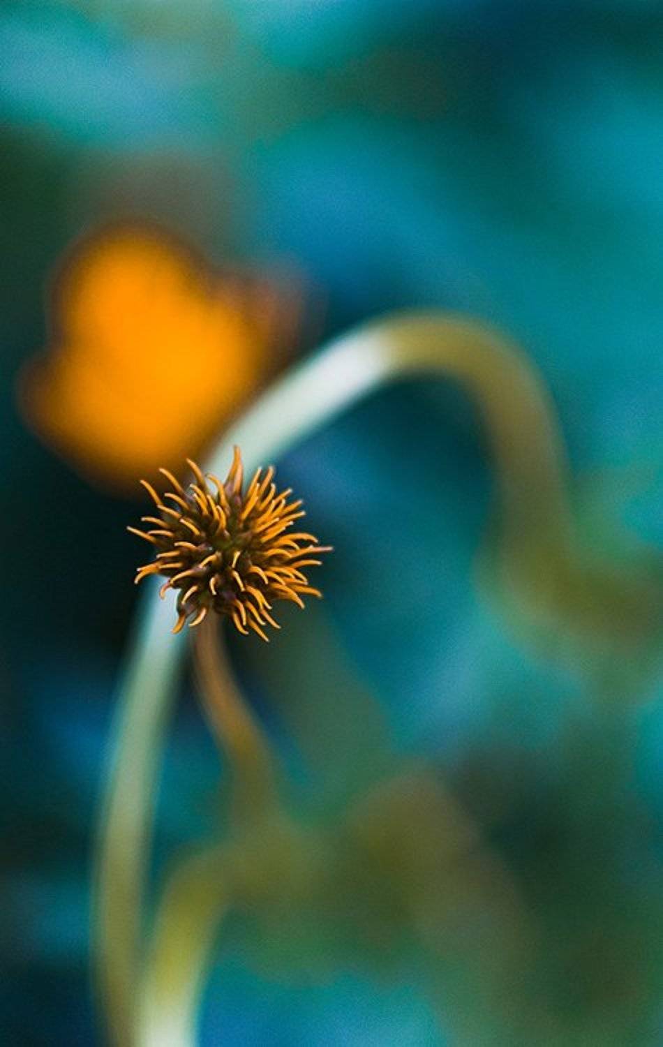 цветок, Евгений