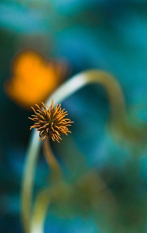 цветок Размазня... фото превью