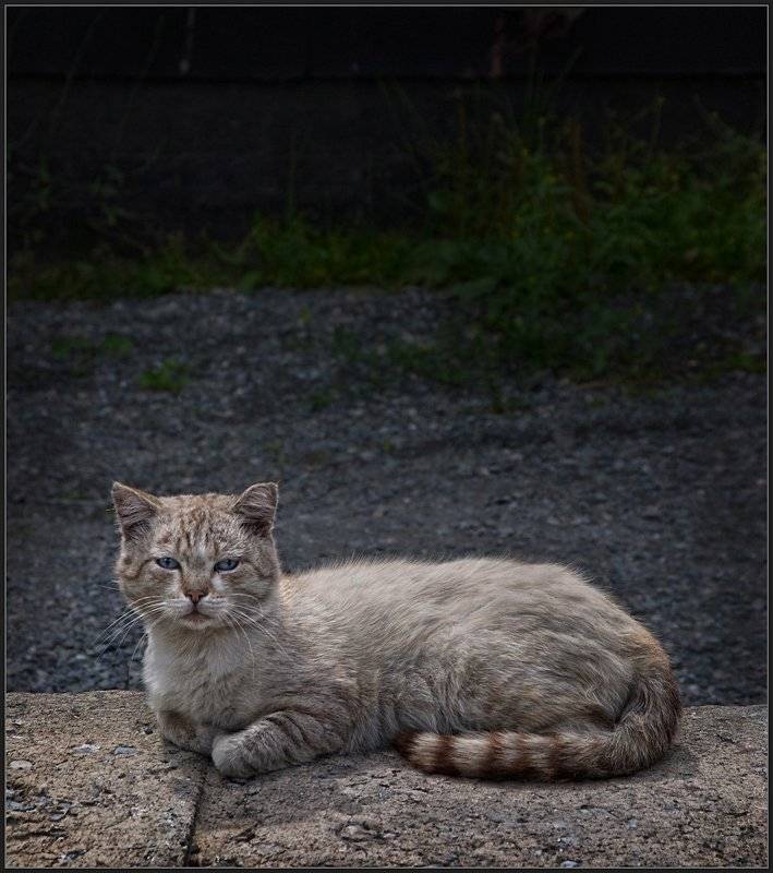 кот, кошка, владимир